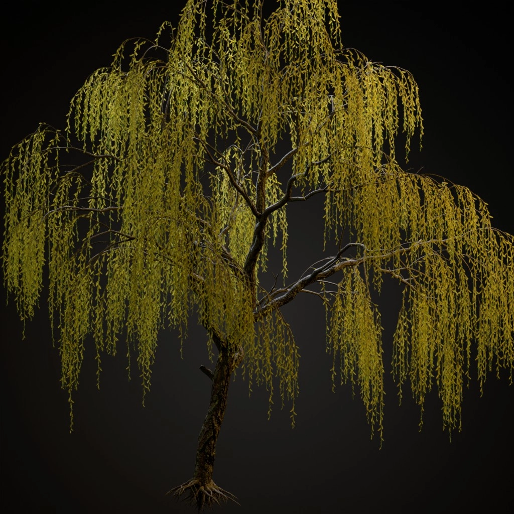 Weeping Willow