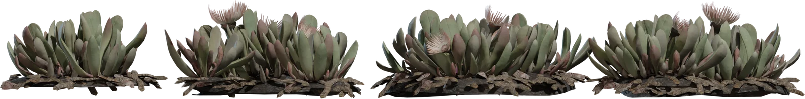 Cheiridopsis Succulent Plant Collection with Blooms, 3D model preview 2