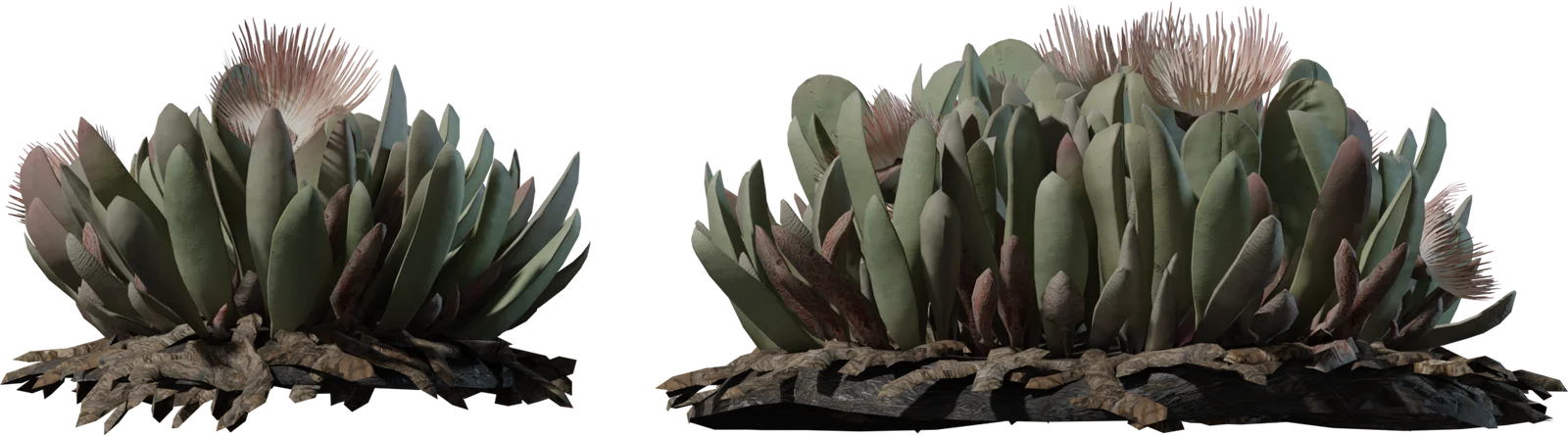 Cheiridopsis Succulent Plant Collection with Blooms, 3D model preview 3