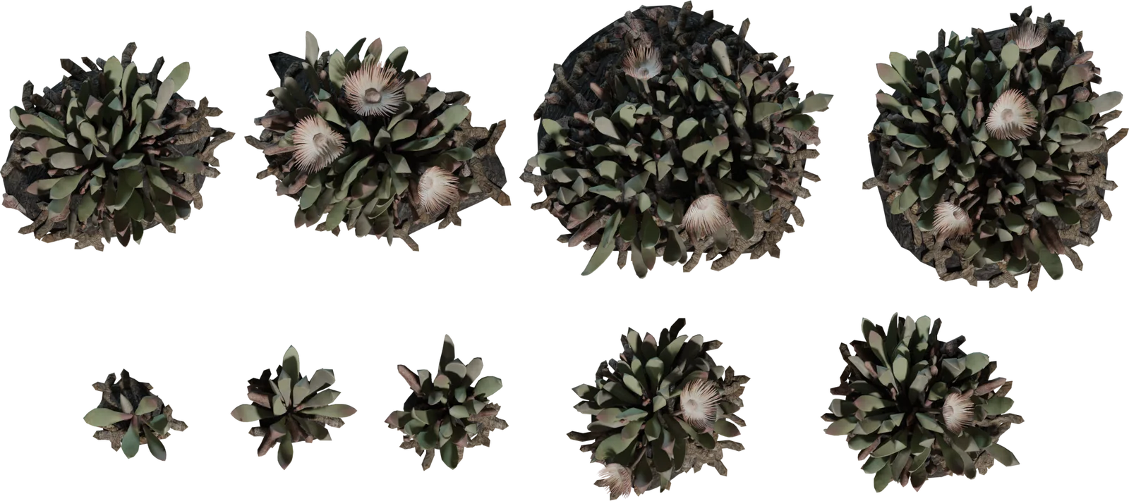 Cheiridopsis Succulent Plant Collection with Blooms, 3D model preview 4