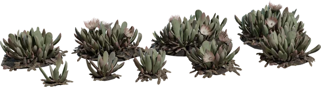 Cheiridopsis Succulent Plant Collection with Blooms, 3D model preview 5