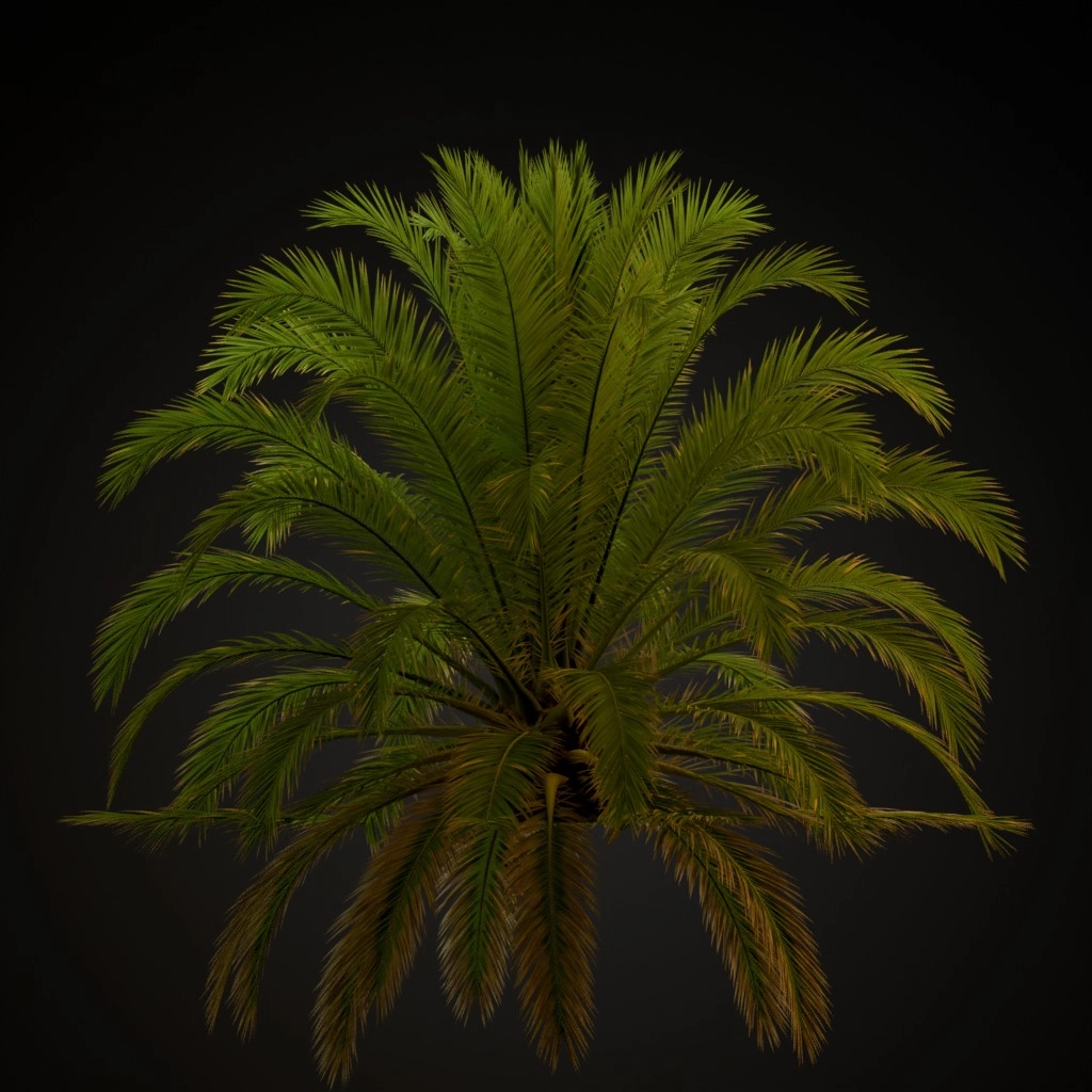 Canary Island Date Palm