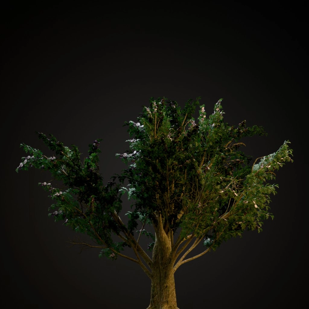 Common Hawthorn