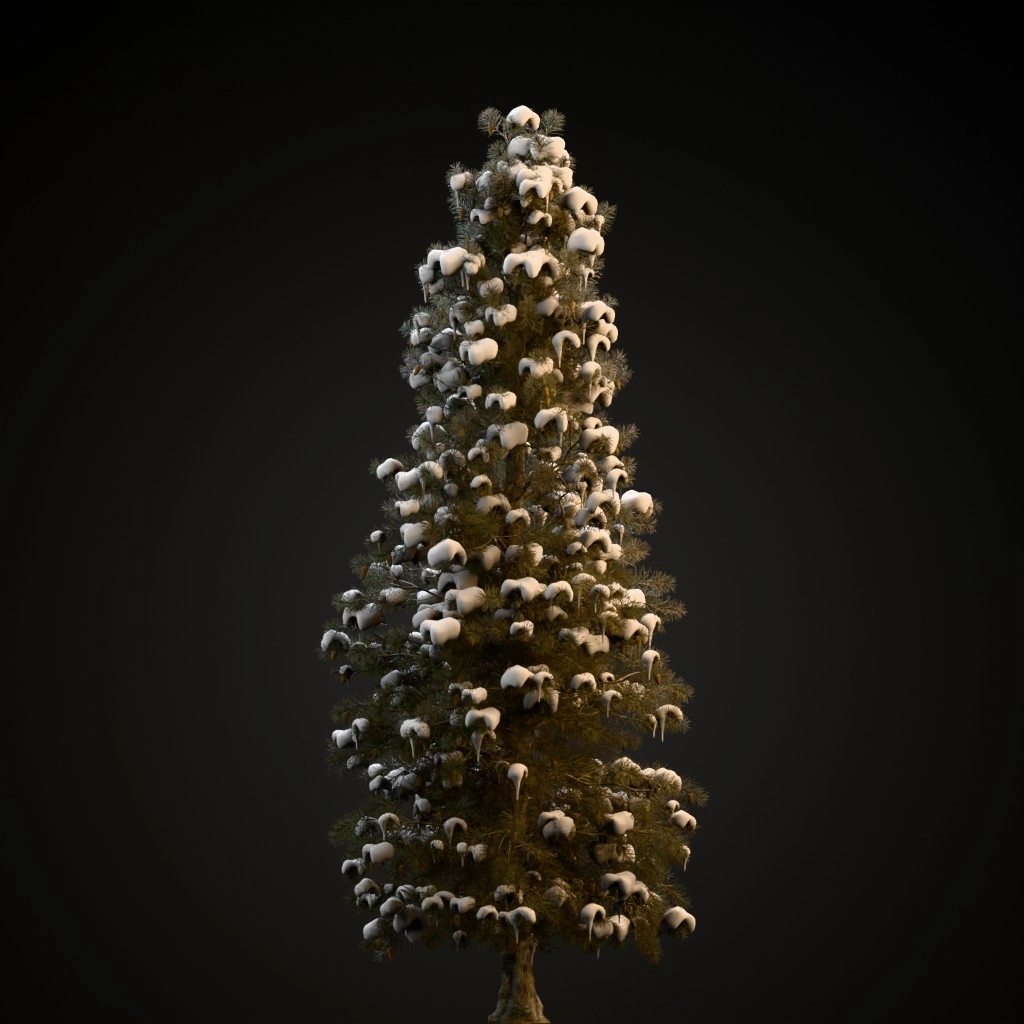 Blue Spruce