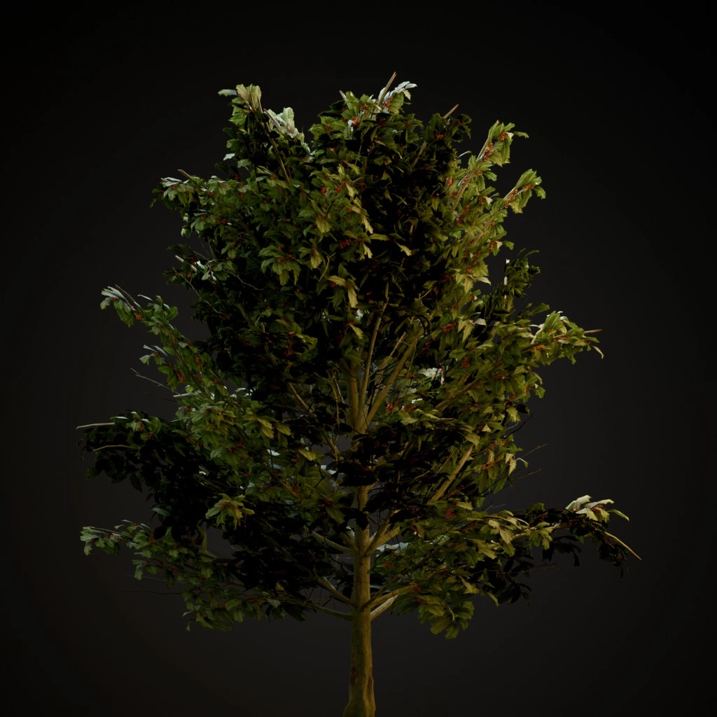American Holly