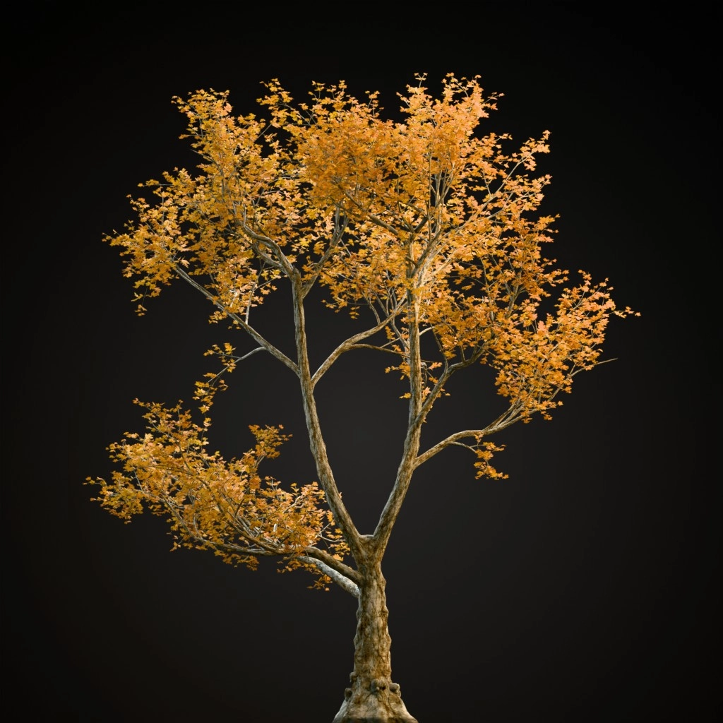 London Plane