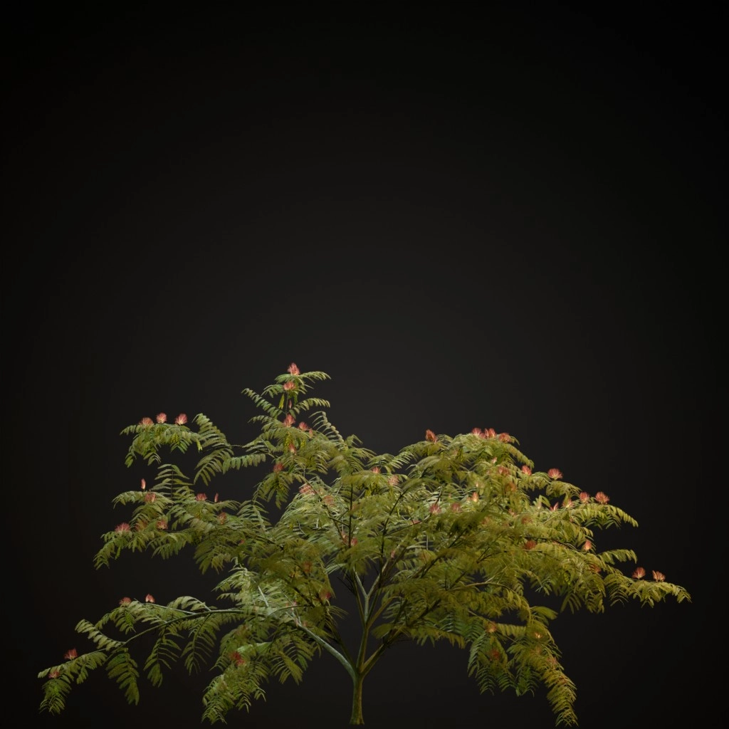 Mimosa