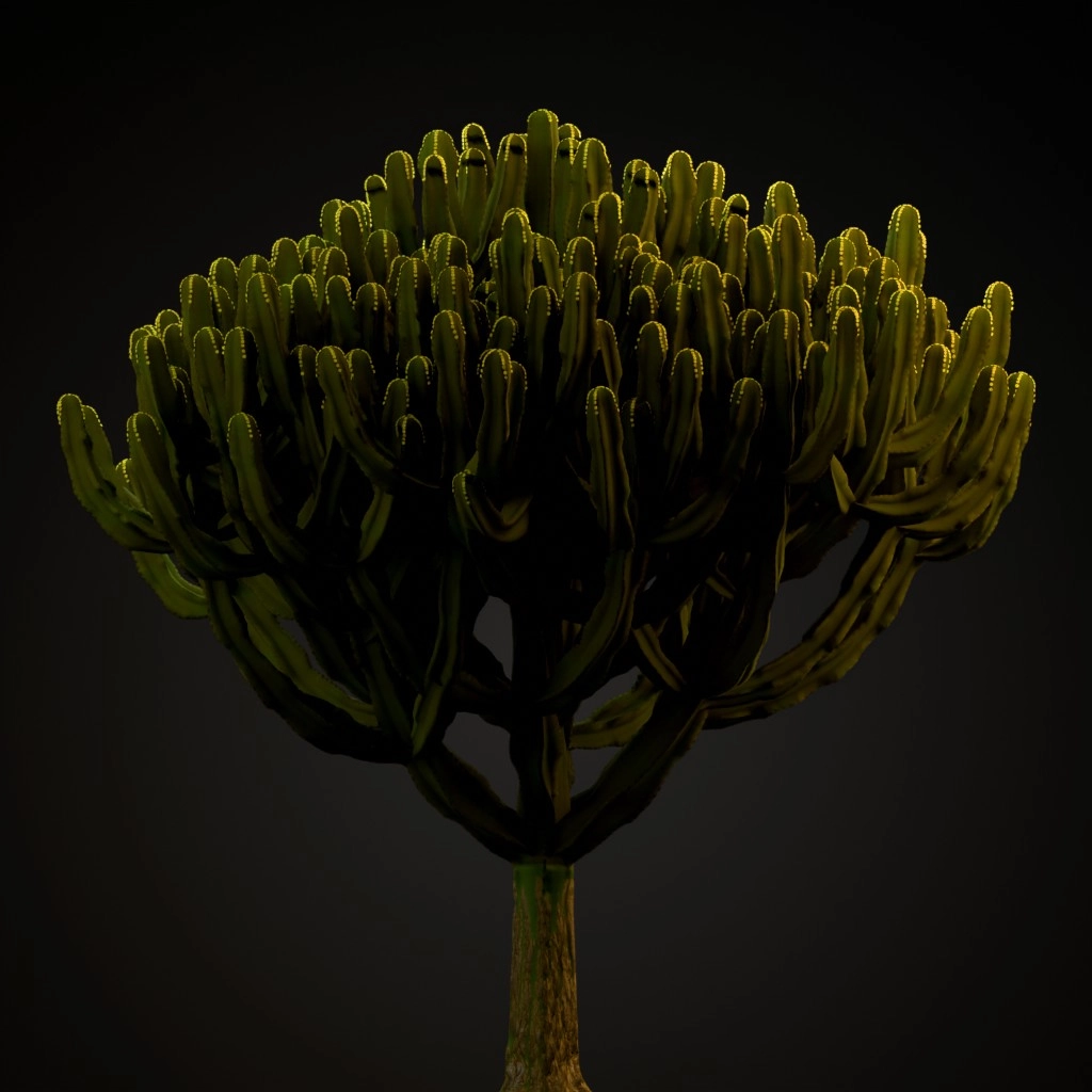 Candelabra Tree