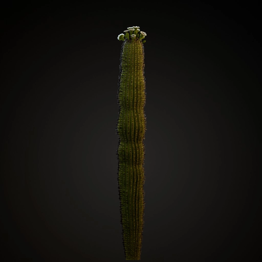 Saguaro Cactus