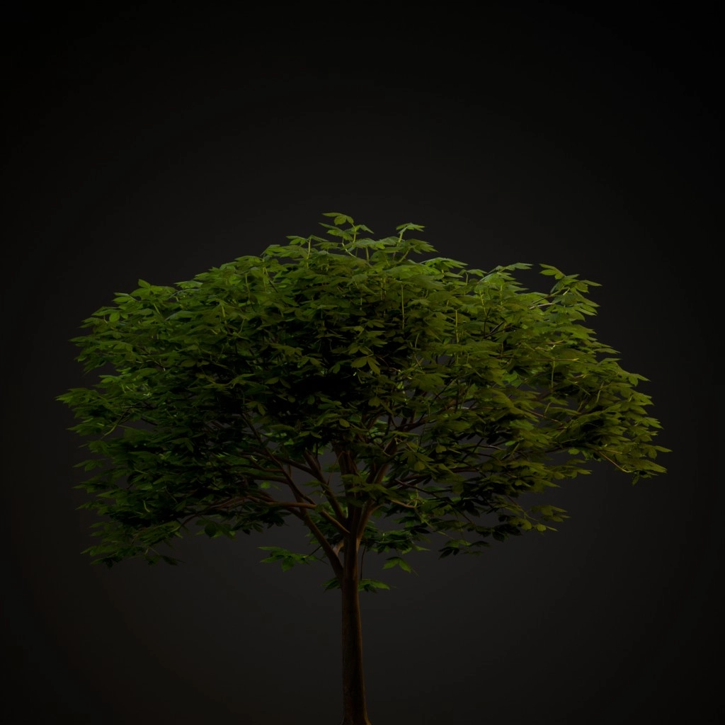 Red Buckeye