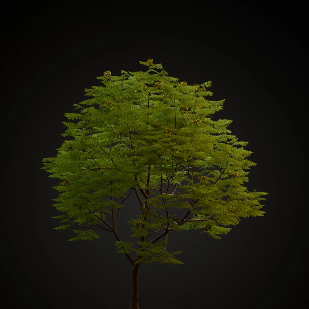 Chinaberry
