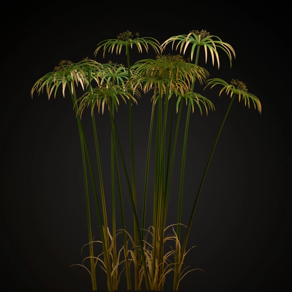 Umbrella Plant
