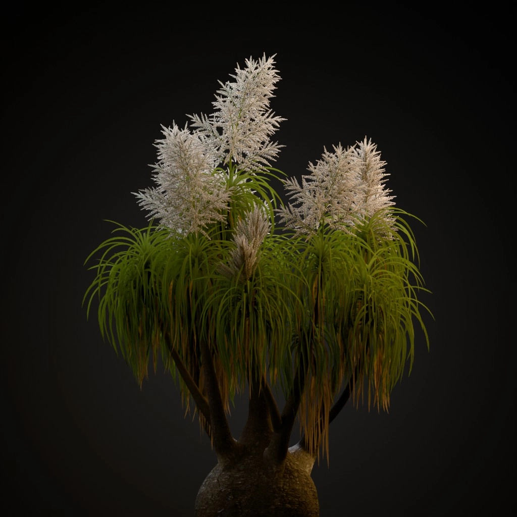 Ponytail Palm