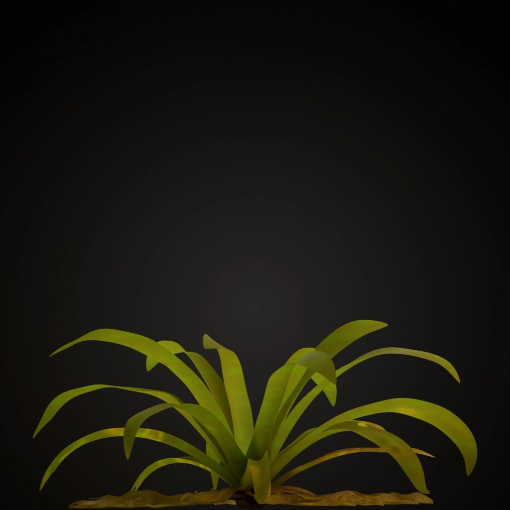 Fuchsia Guzmania