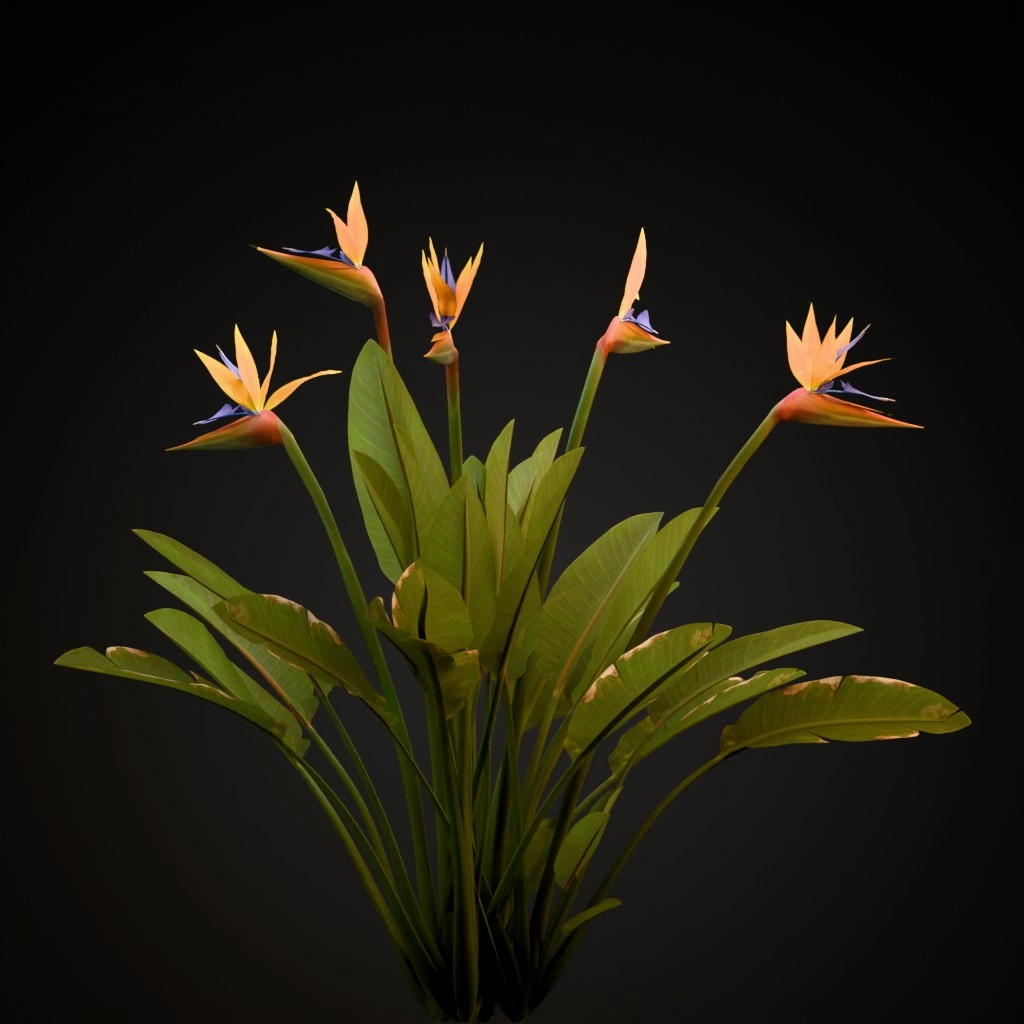 Bird of Paradise