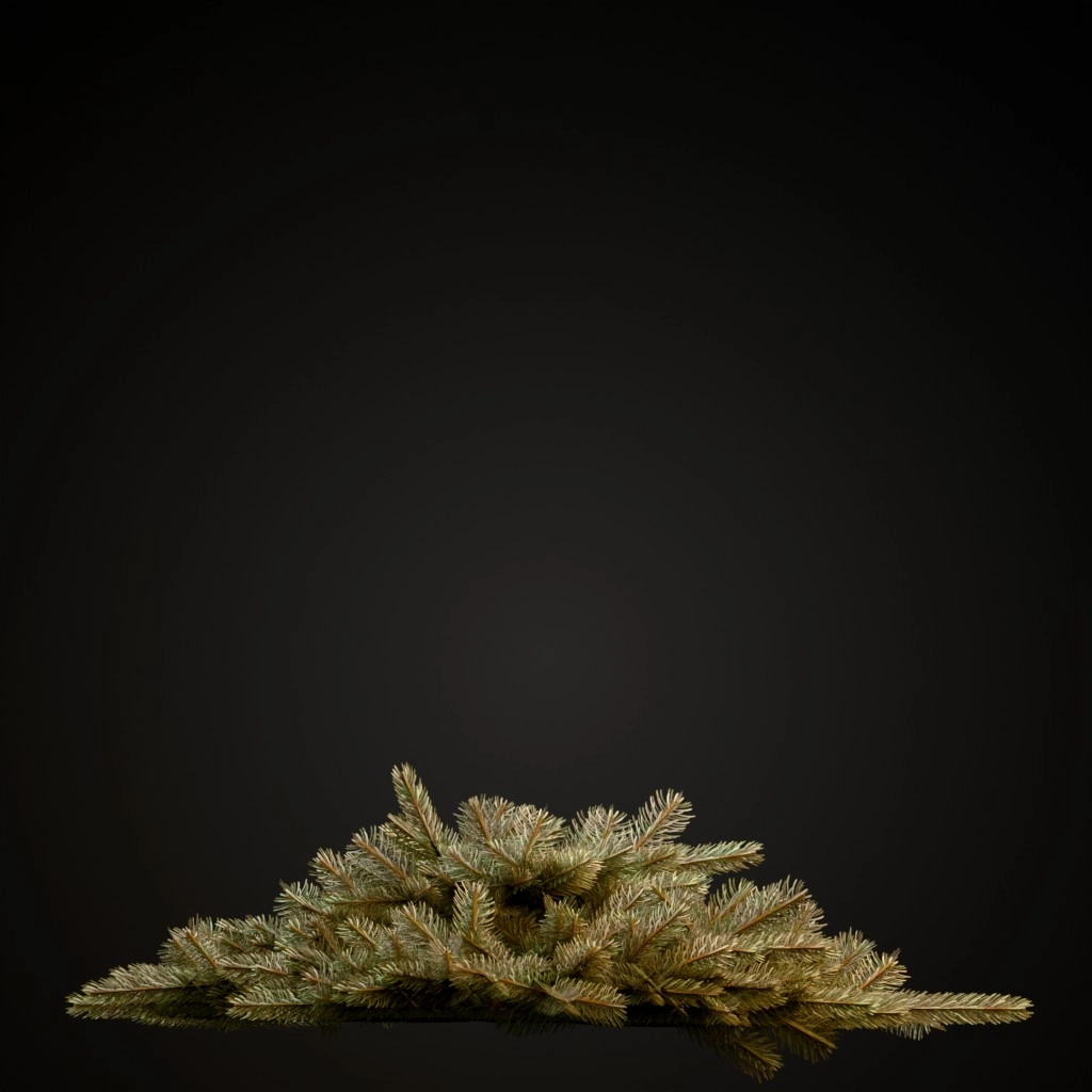Ericoides Black Spruce