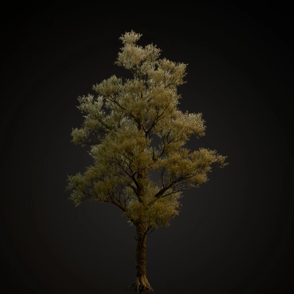 White Willow