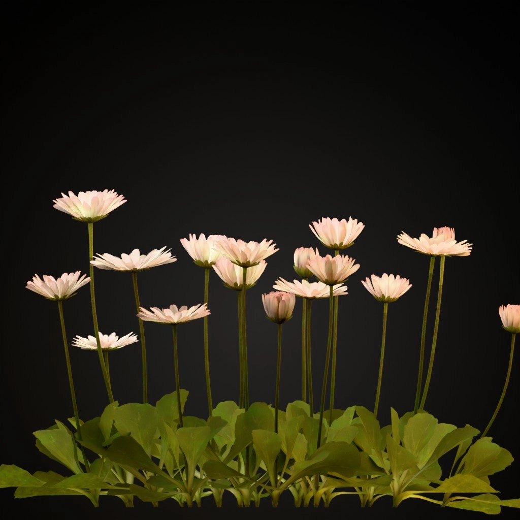 Common Daisy