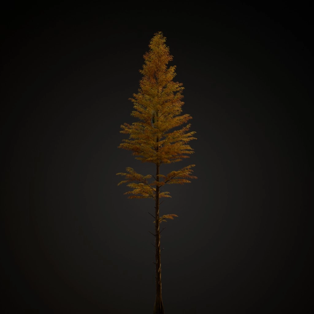 Bald Cypress V3