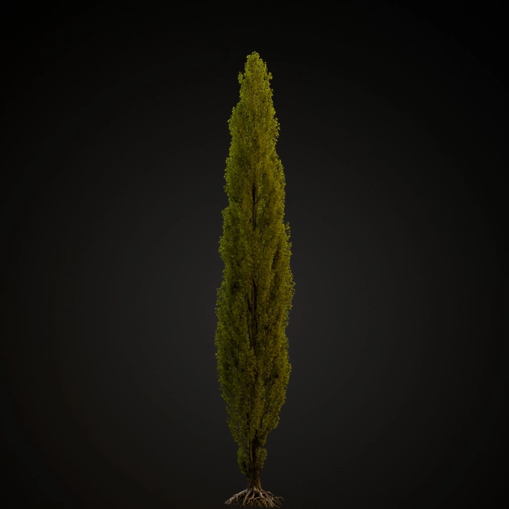 Lombardy Poplar