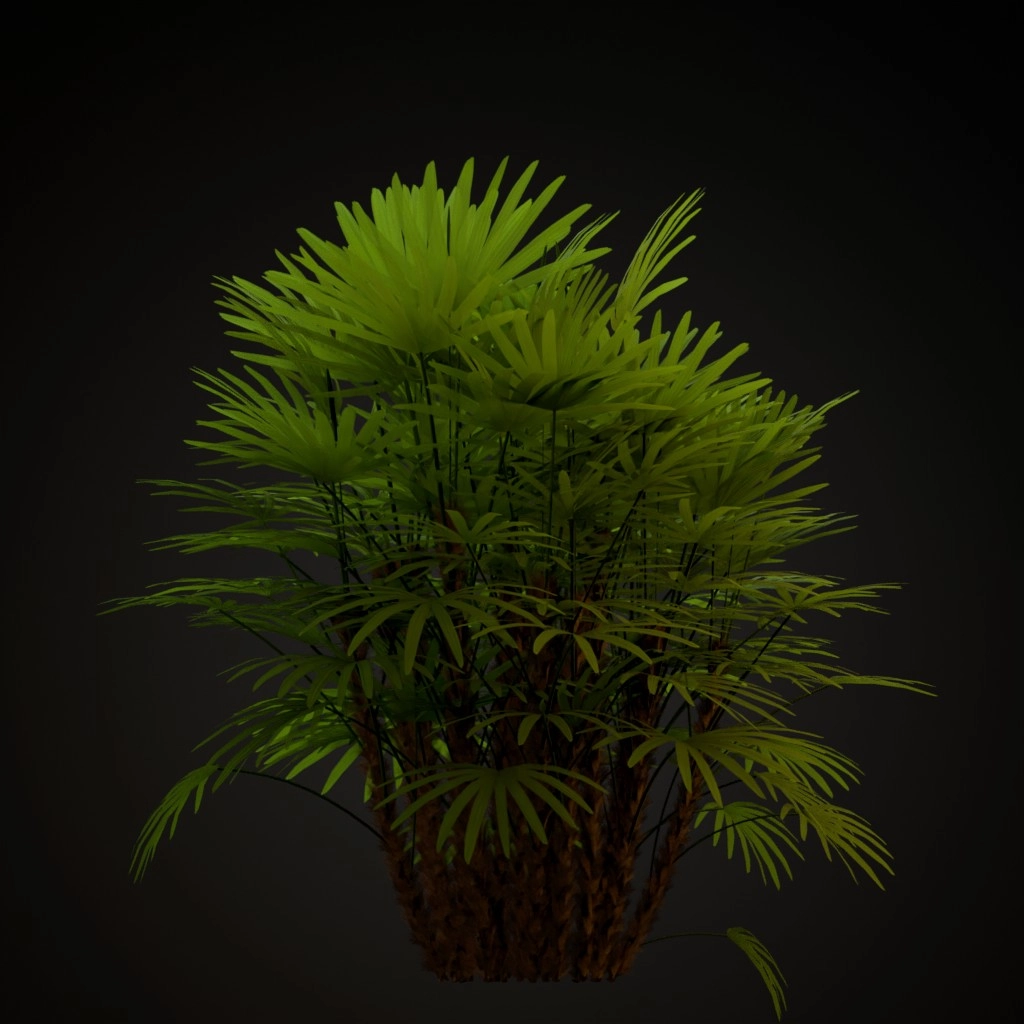 Lady Palm
