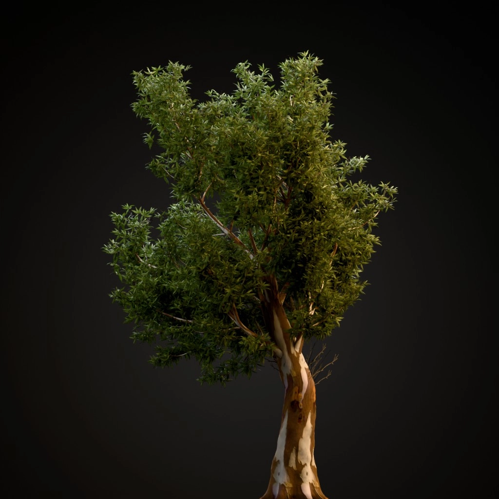Red Gum