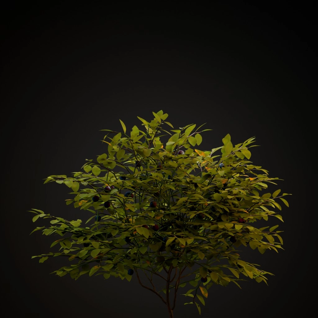 Bilberry