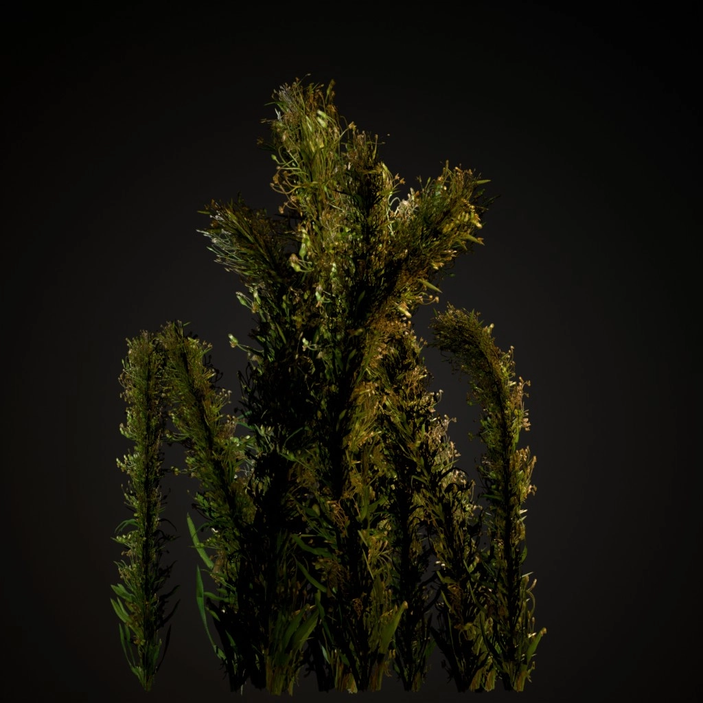 Knapweed