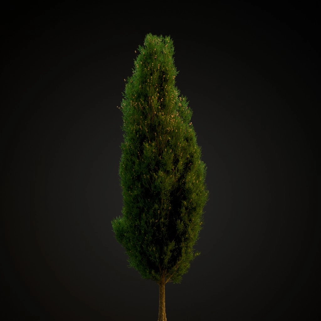Italian Cypress