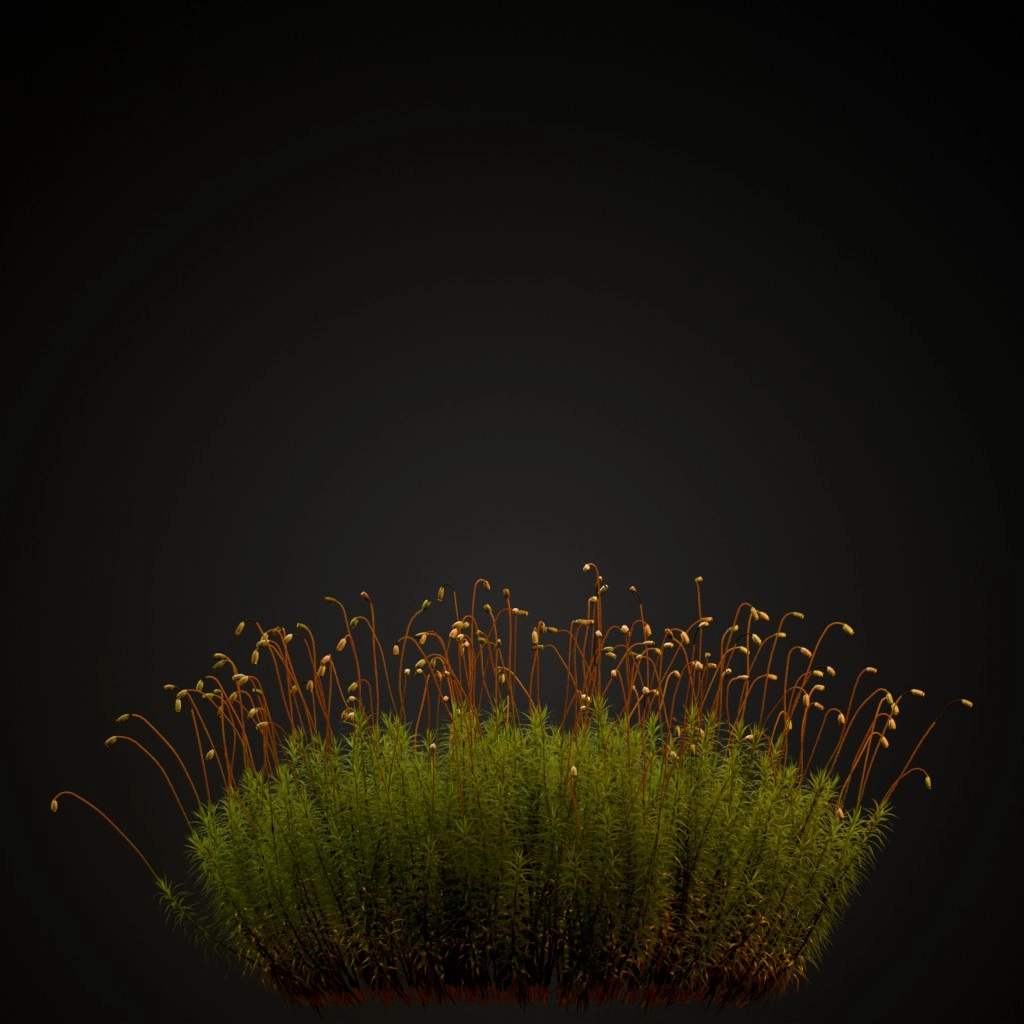 Common Haircap Moss