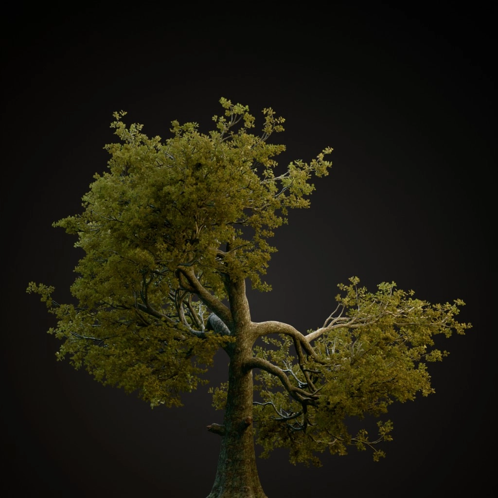 White Oak