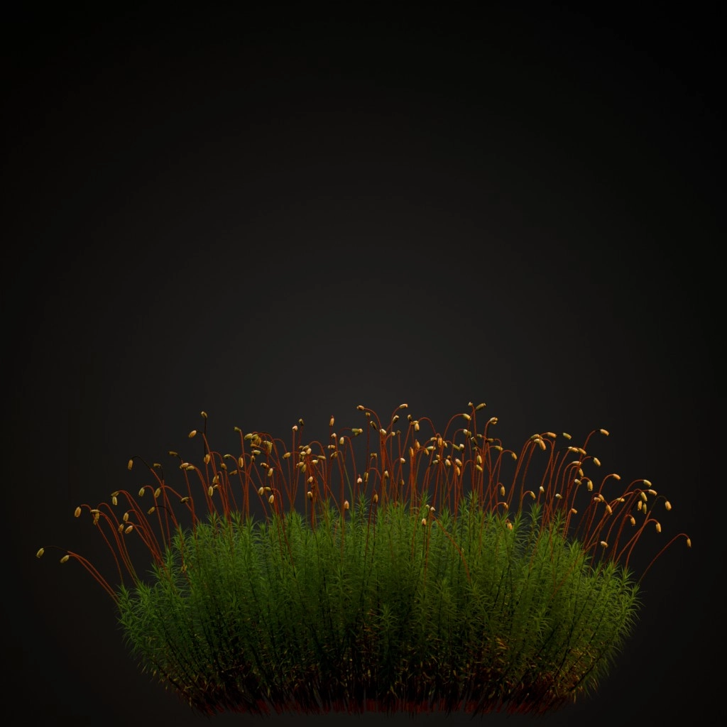 Common Haircap Moss