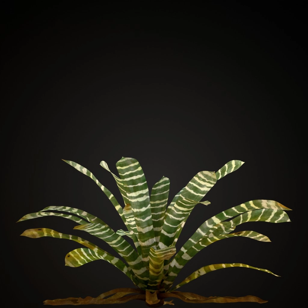 Flaming Sword Bromeliad