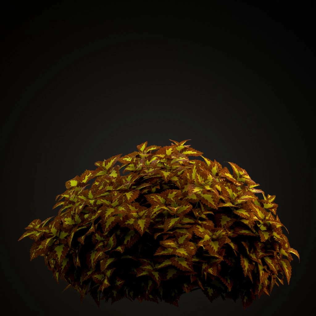 Saturn Coleus