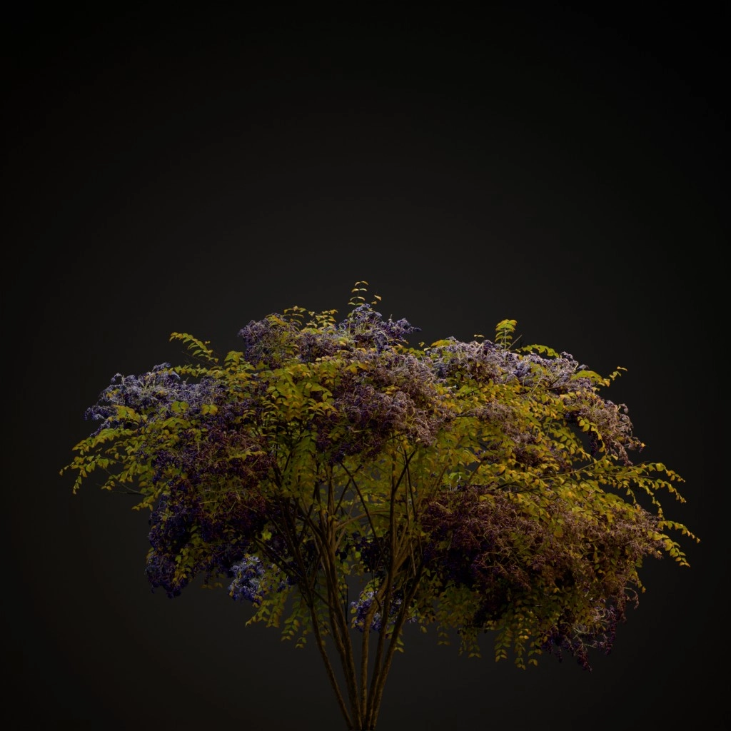 Japanese Angelica