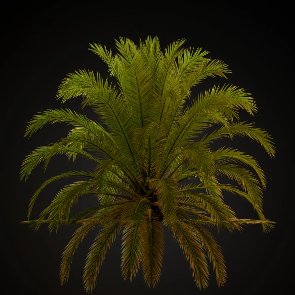 Canary Island Date Palm