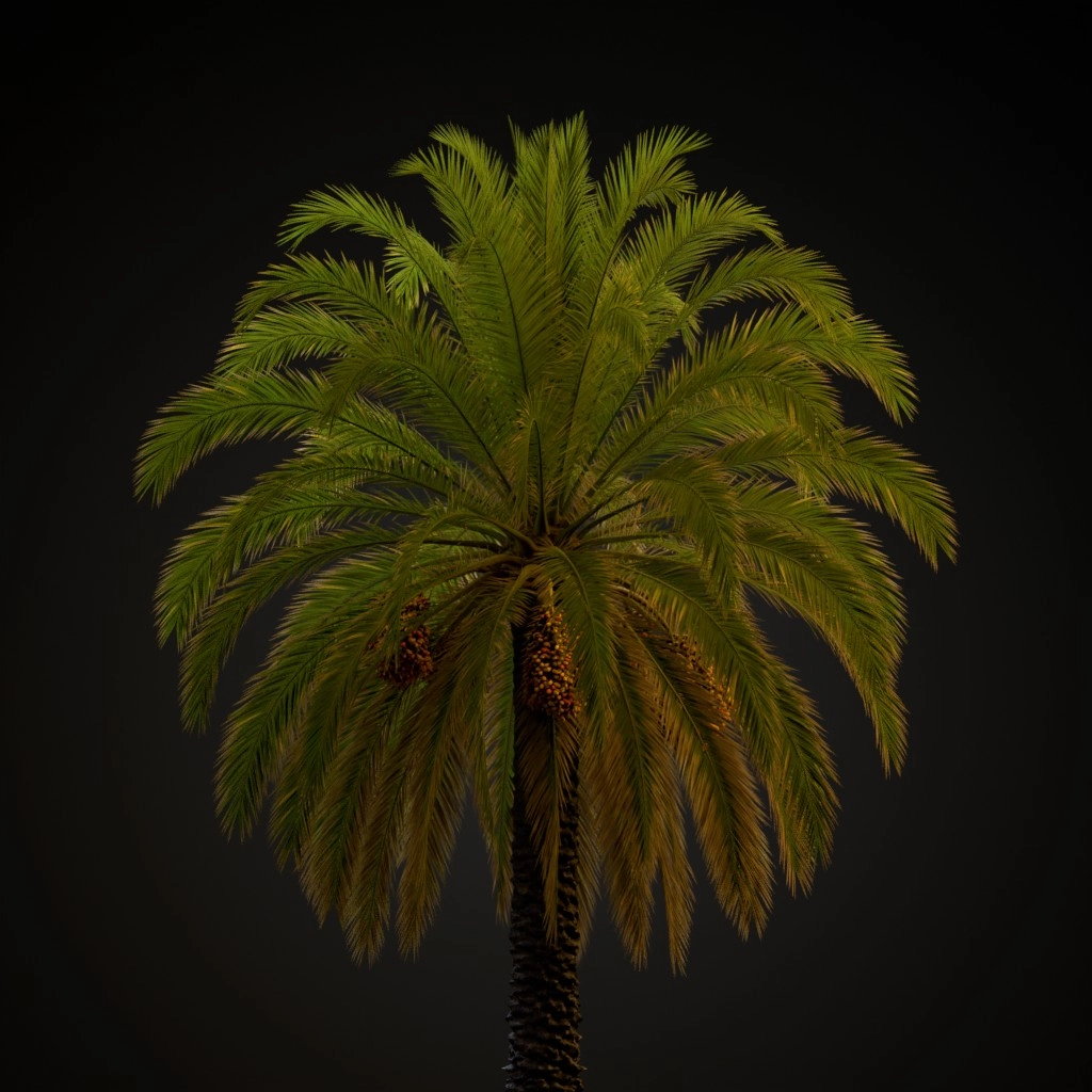 Canary Island Date Palm