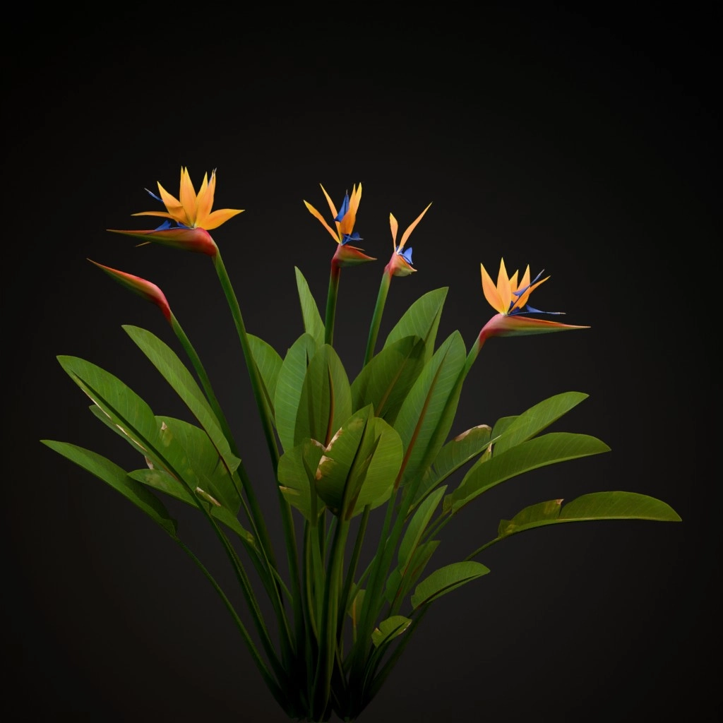 Bird of Paradise