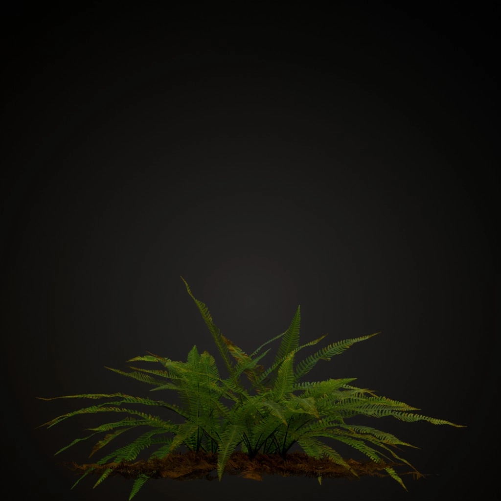 Hard Fern