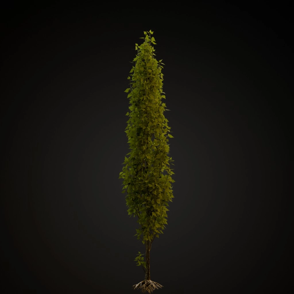 Lombardy Poplar