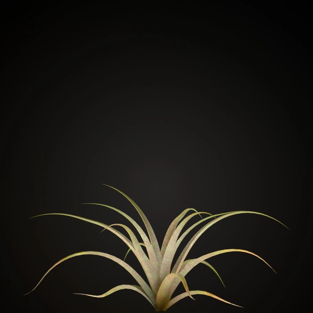 Giant Airplant