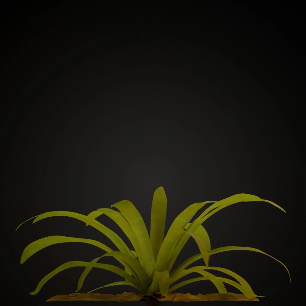 Red Guzmania