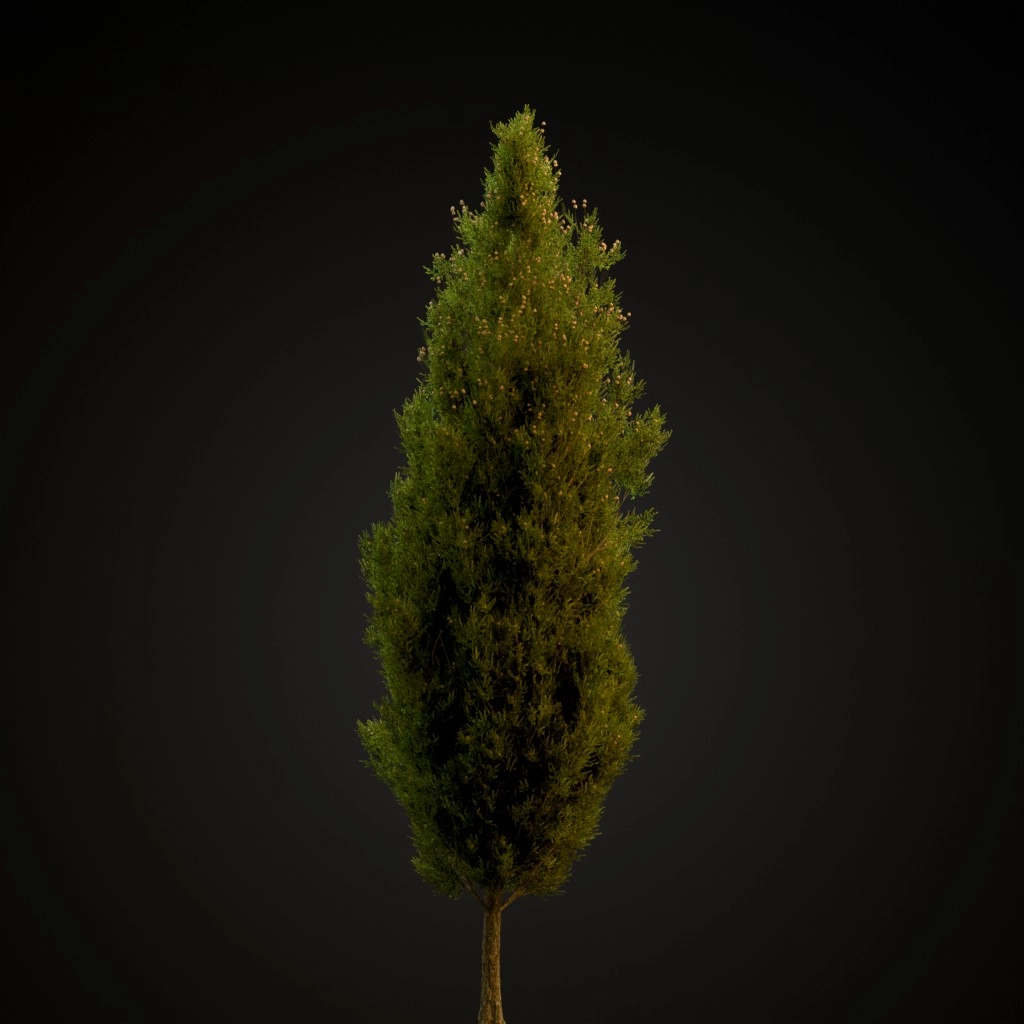 Italian Cypress