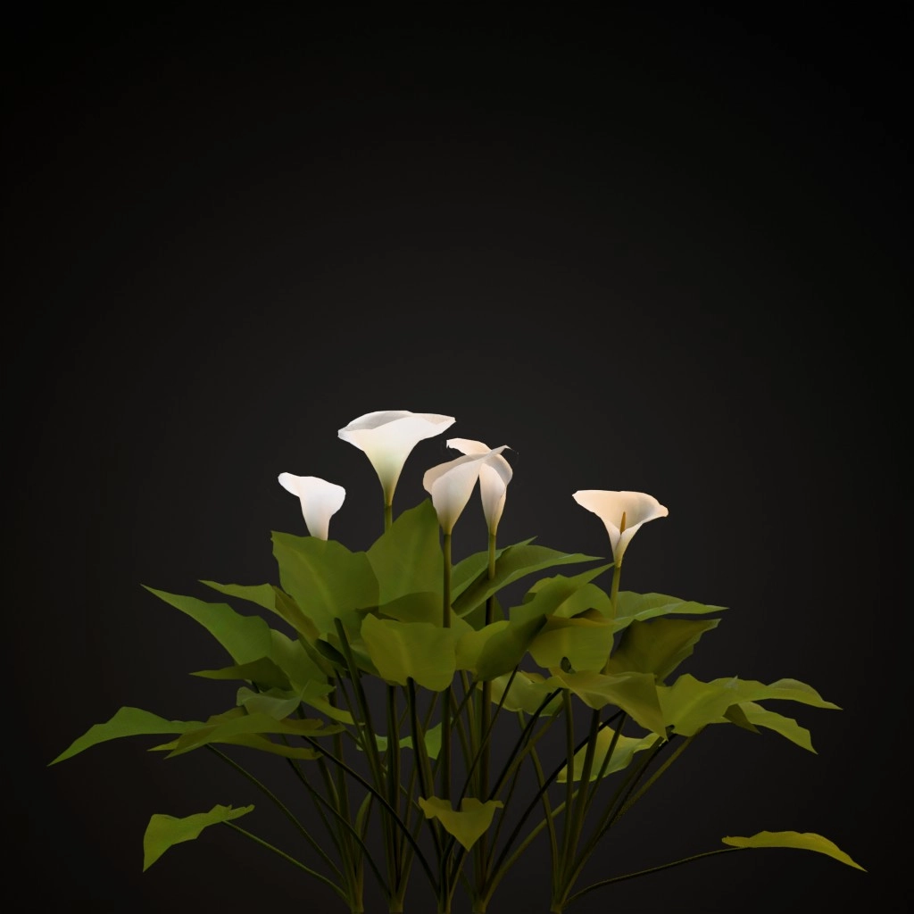 Calla Lily