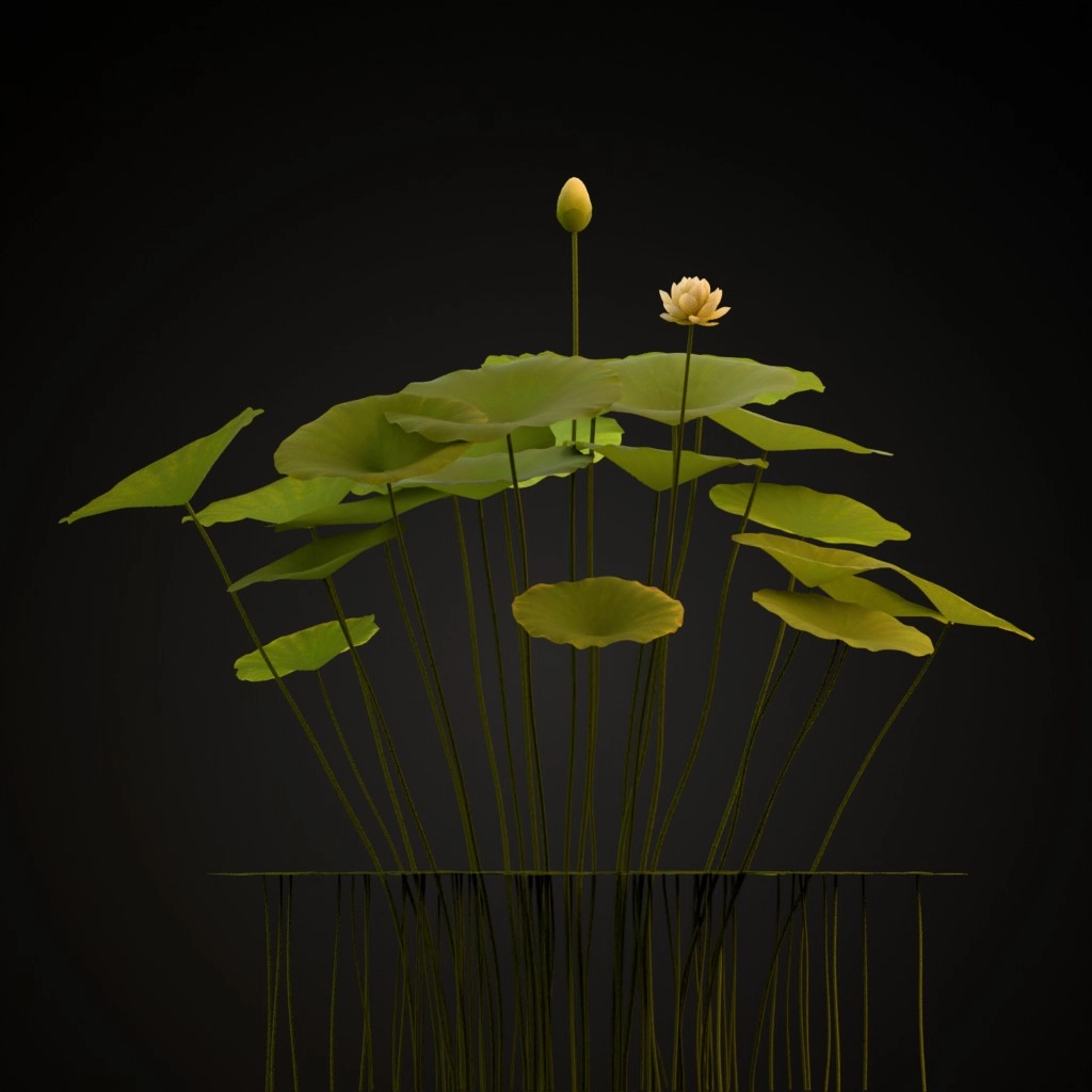 American Lotus