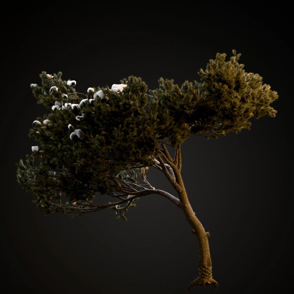 Italian Stone Pine