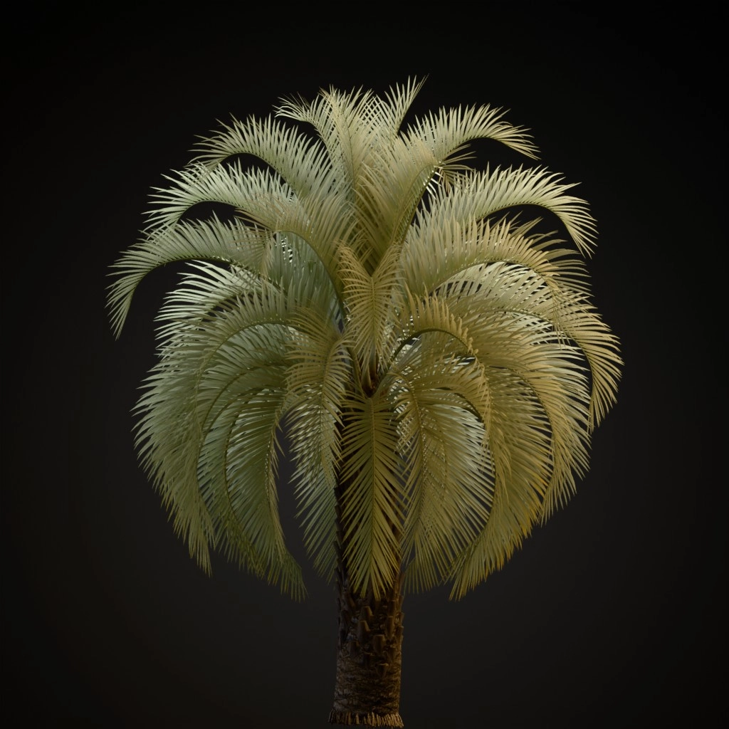 Pindo Palm