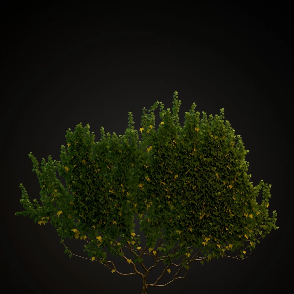 English Ivy