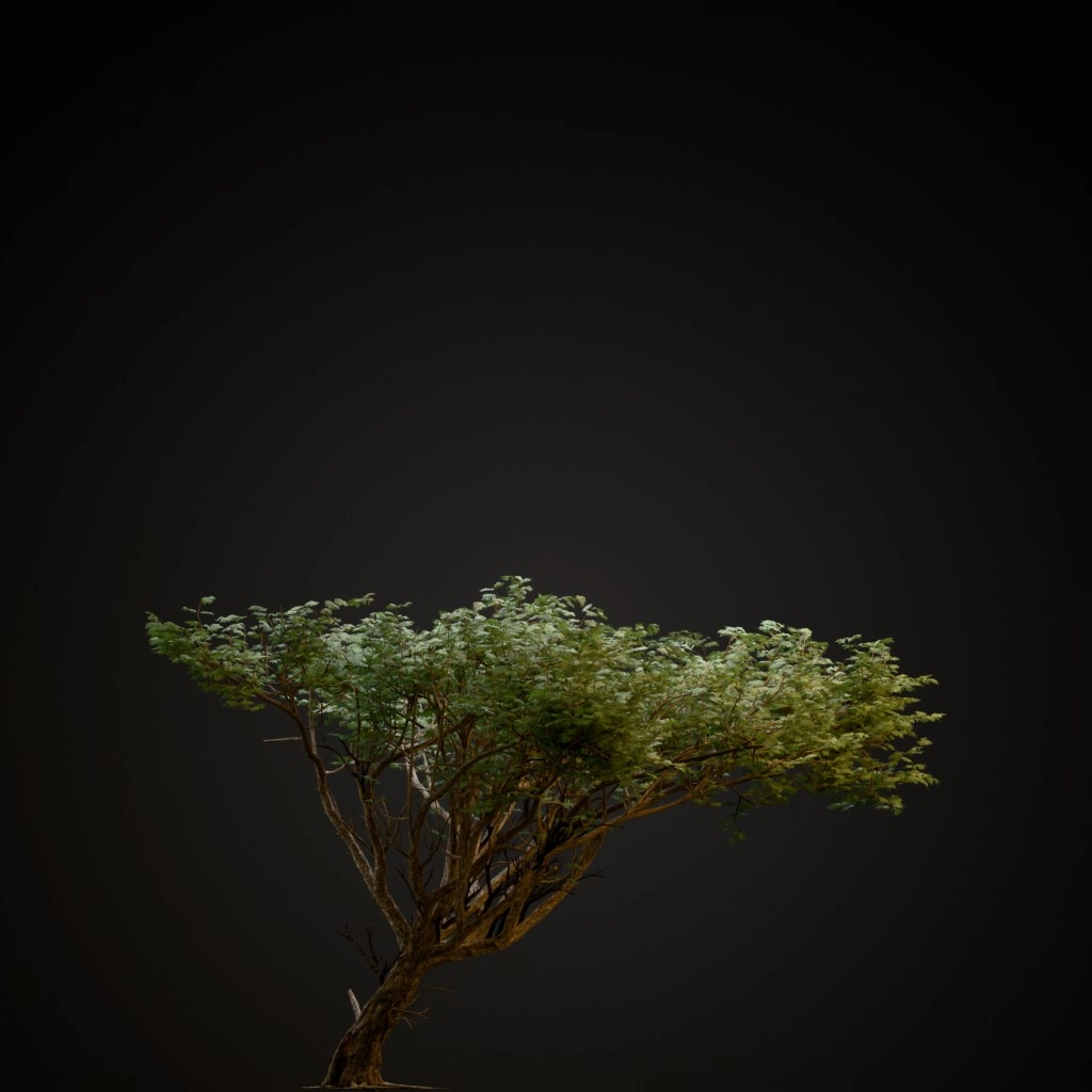 Acacia