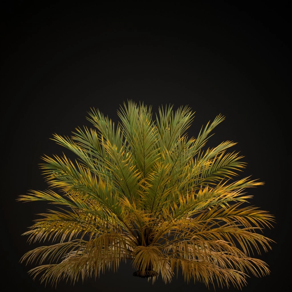 Date Palm V2